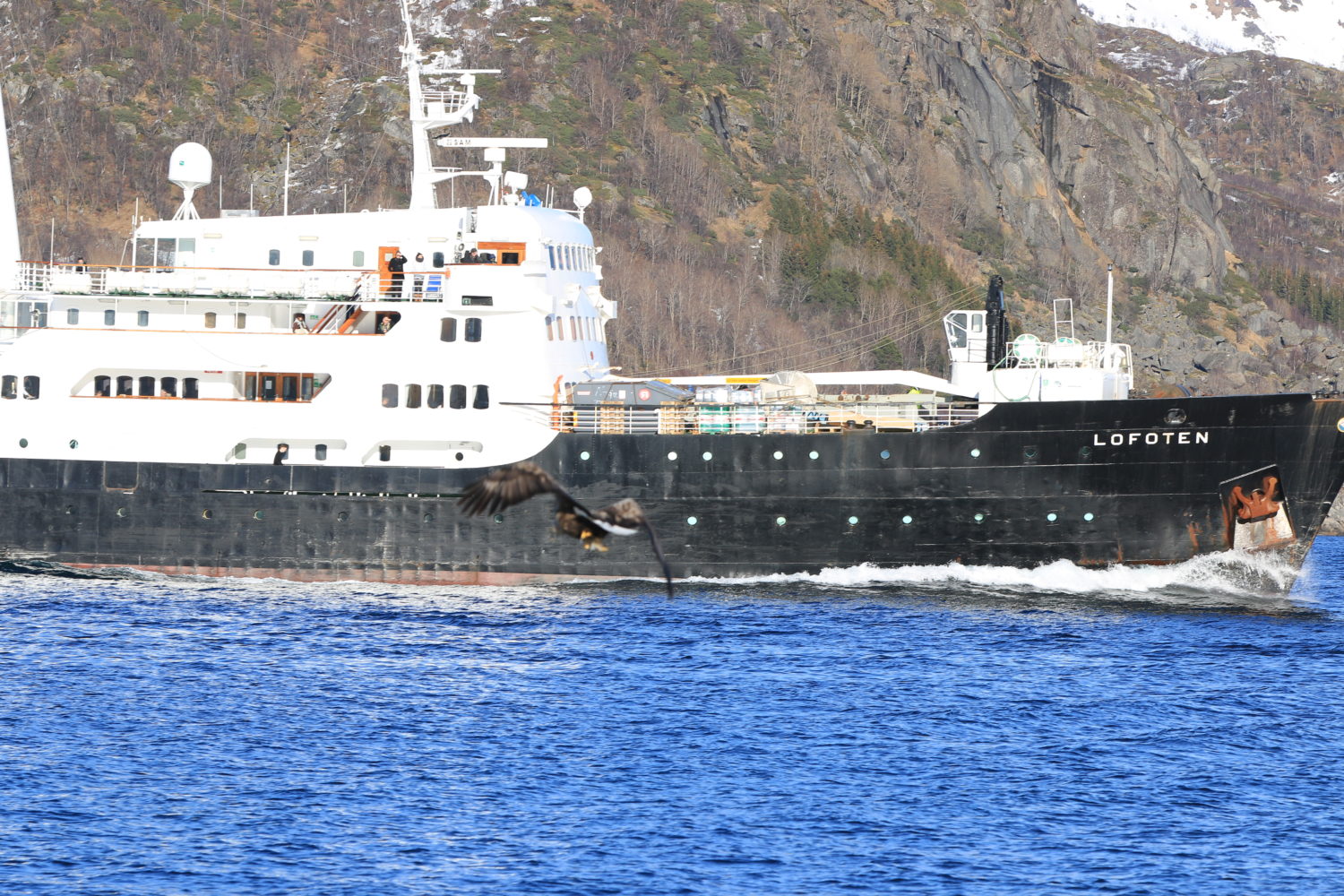 MS Lofoten Seeadlersafari Lofoten