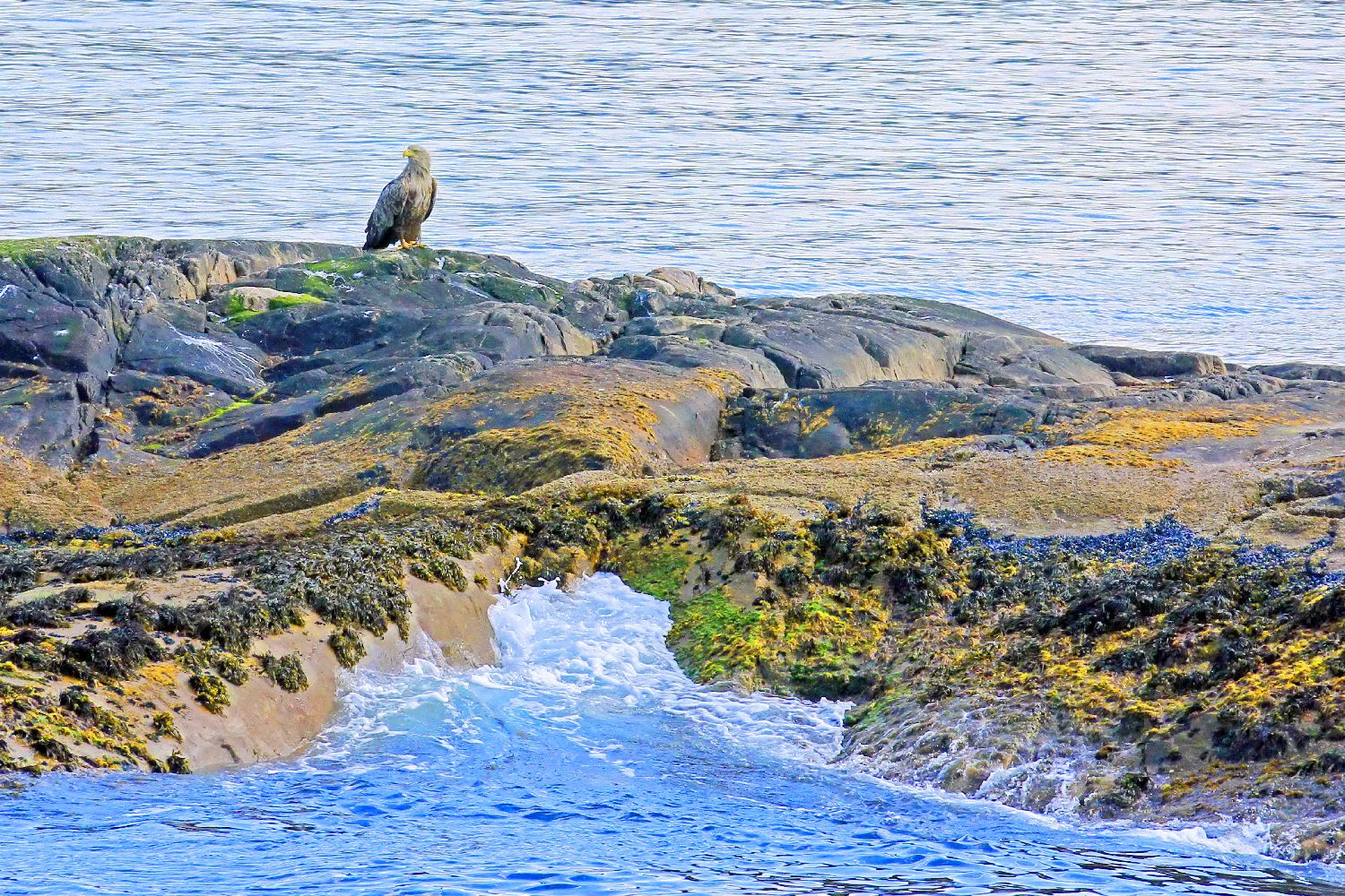 Norwegen Seeadler bei Bodø ©Horst Reitz