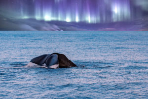 Wal Pottwal Schwanz am Nordlichter Himmel ©123RF